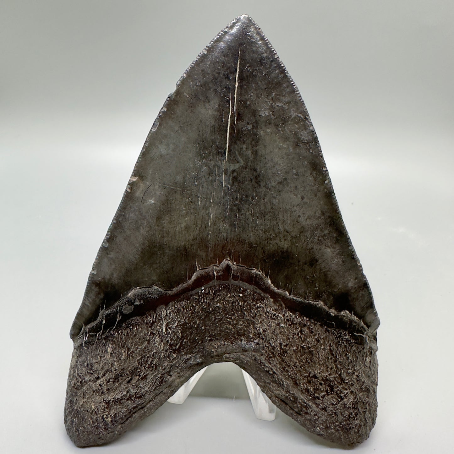 Dark colors, serrated 5.48" Fossil Megalodon Tooth - South Carolina MJ165 - Back