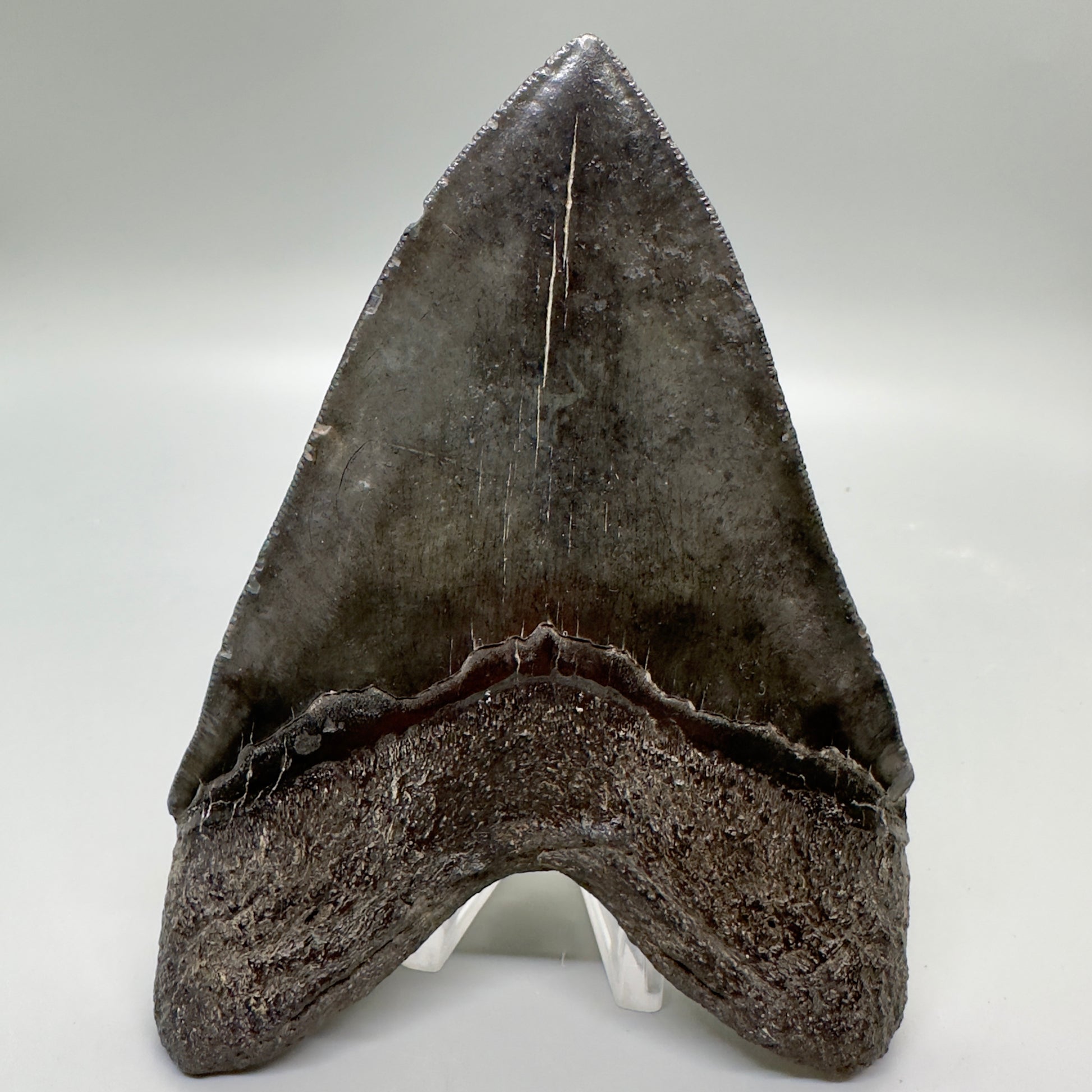 Dark colors, serrated 5.48" Fossil Megalodon Tooth - South Carolina MJ165 - Back