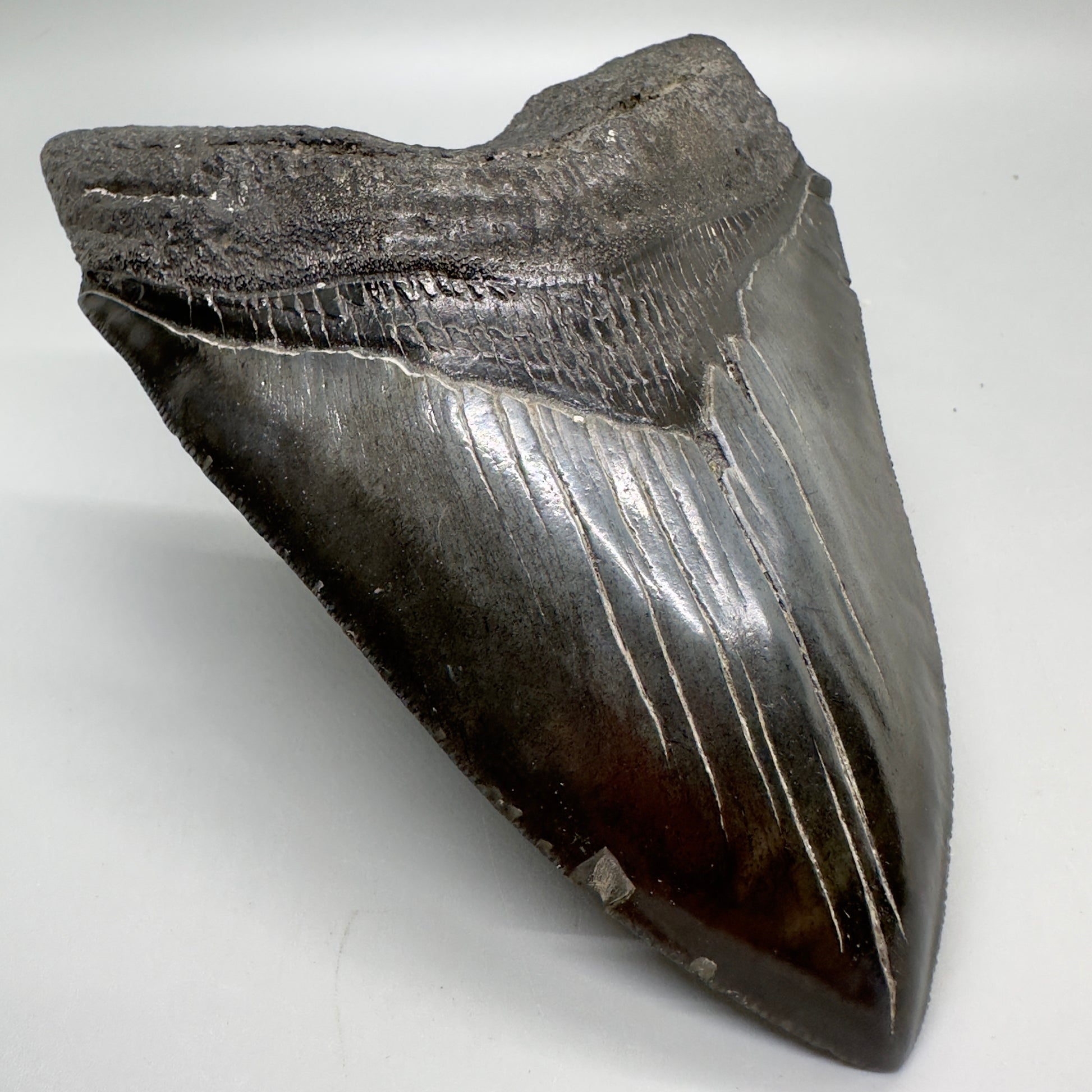 Dark colors, serrated 5.48" Fossil Megalodon Tooth - South Carolina MJ165 - Front Left