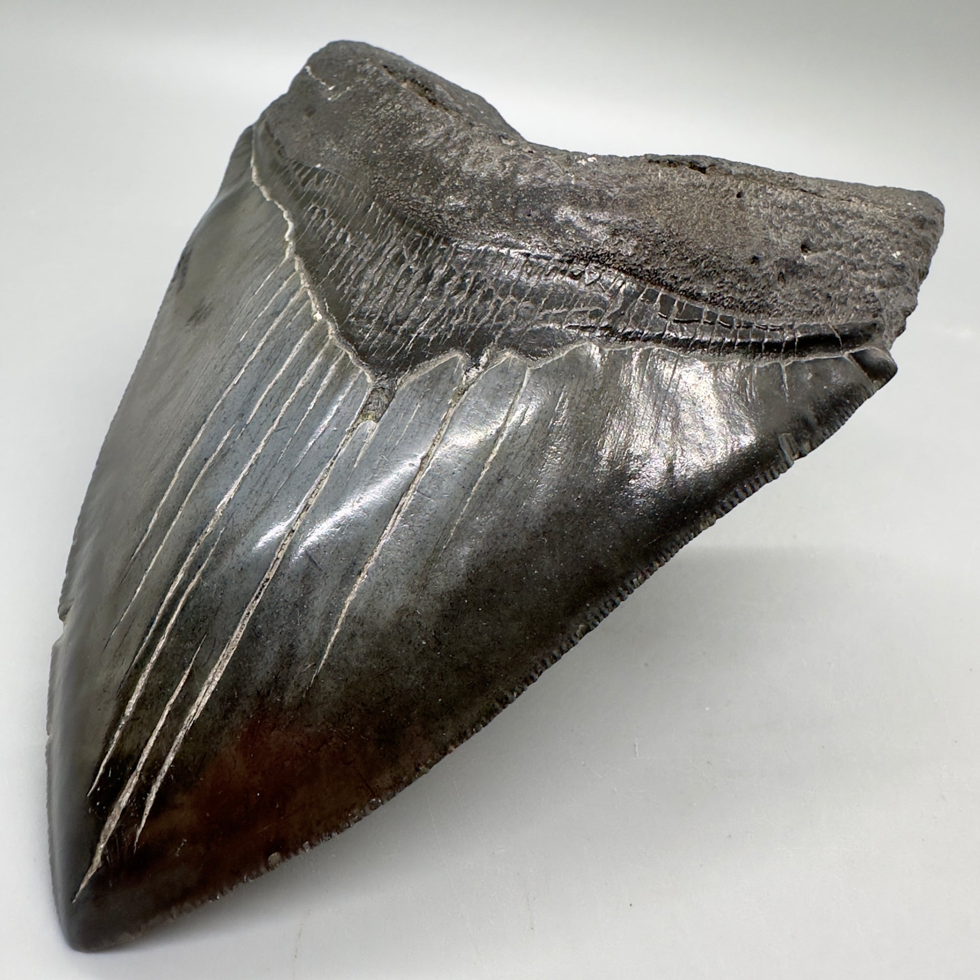 Dark colors, serrated 5.48" Fossil Megalodon Tooth - South Carolina MJ165 - Front Right