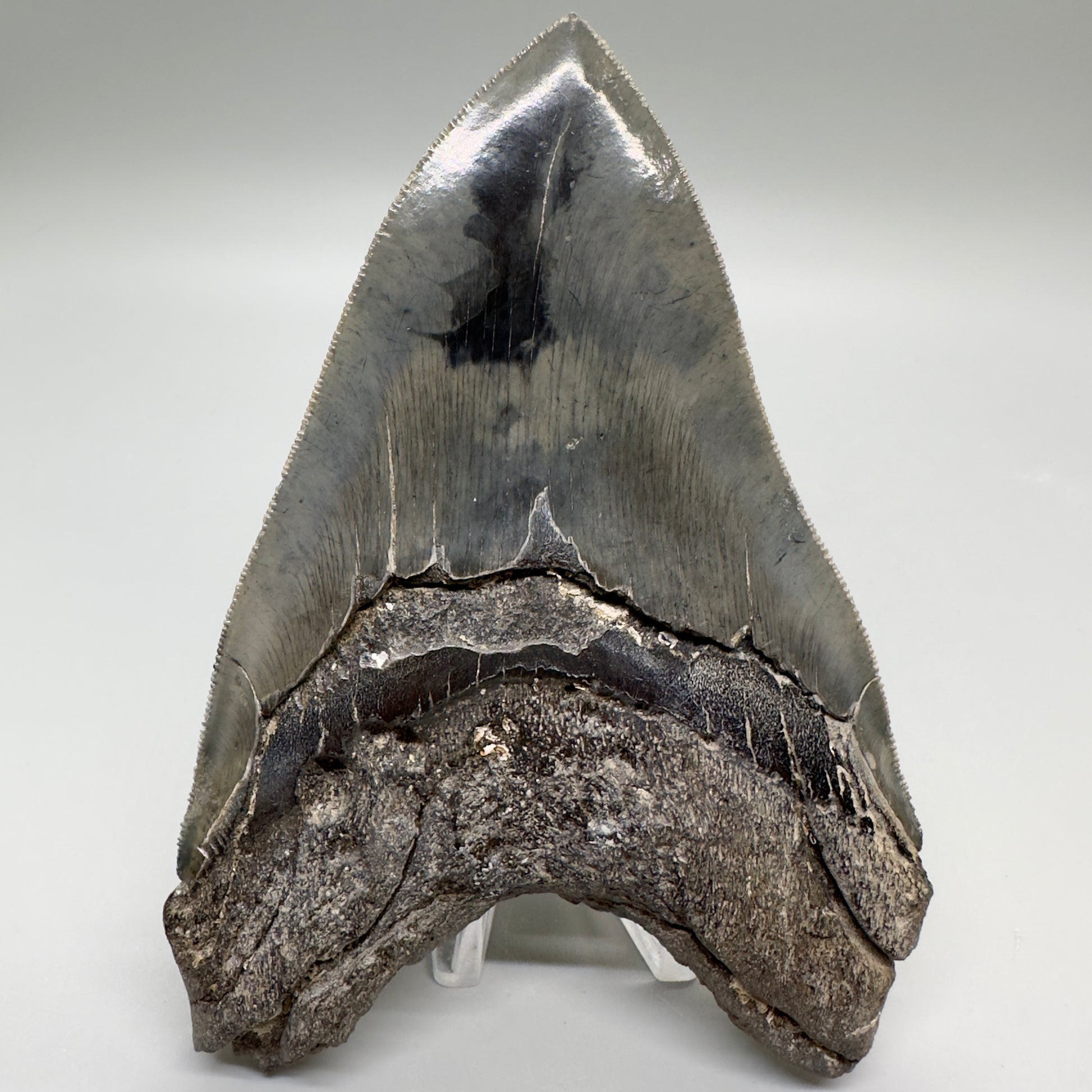 Colorful, sharply serrated 5.24" Fossil Megalodon Tooth - South Carolina MJ164 - Back