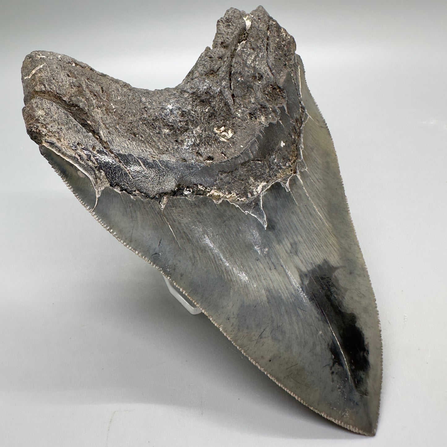 Colorful, sharply serrated 5.24" Fossil Megalodon Tooth - South Carolina MJ164 - Back Left