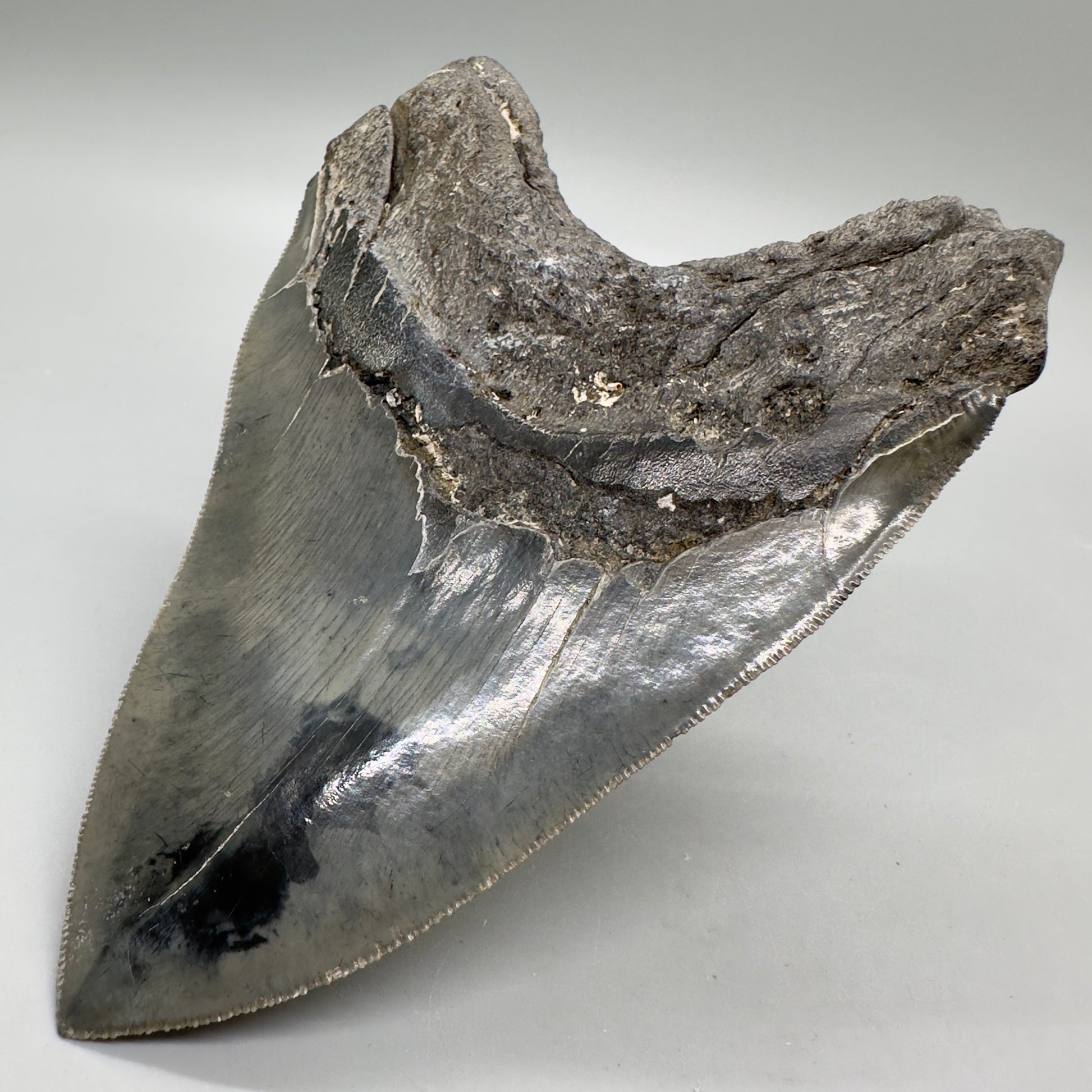 Colorful, sharply serrated 5.24" Fossil Megalodon Tooth - South Carolina MJ164 - Back Right