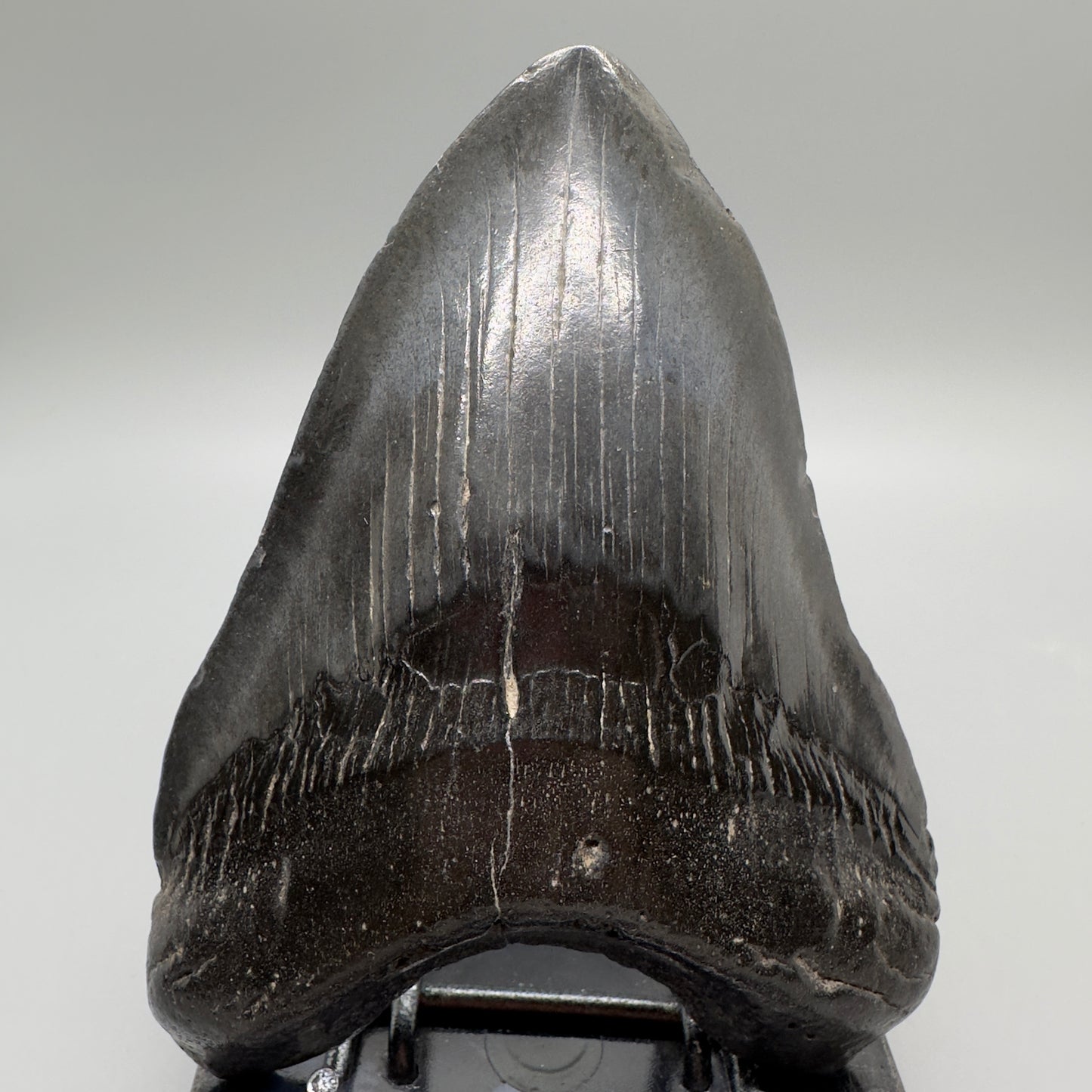 Dark colors 5.11" Fossil Megalodon Tooth - South Carolina MJ163 - Front
