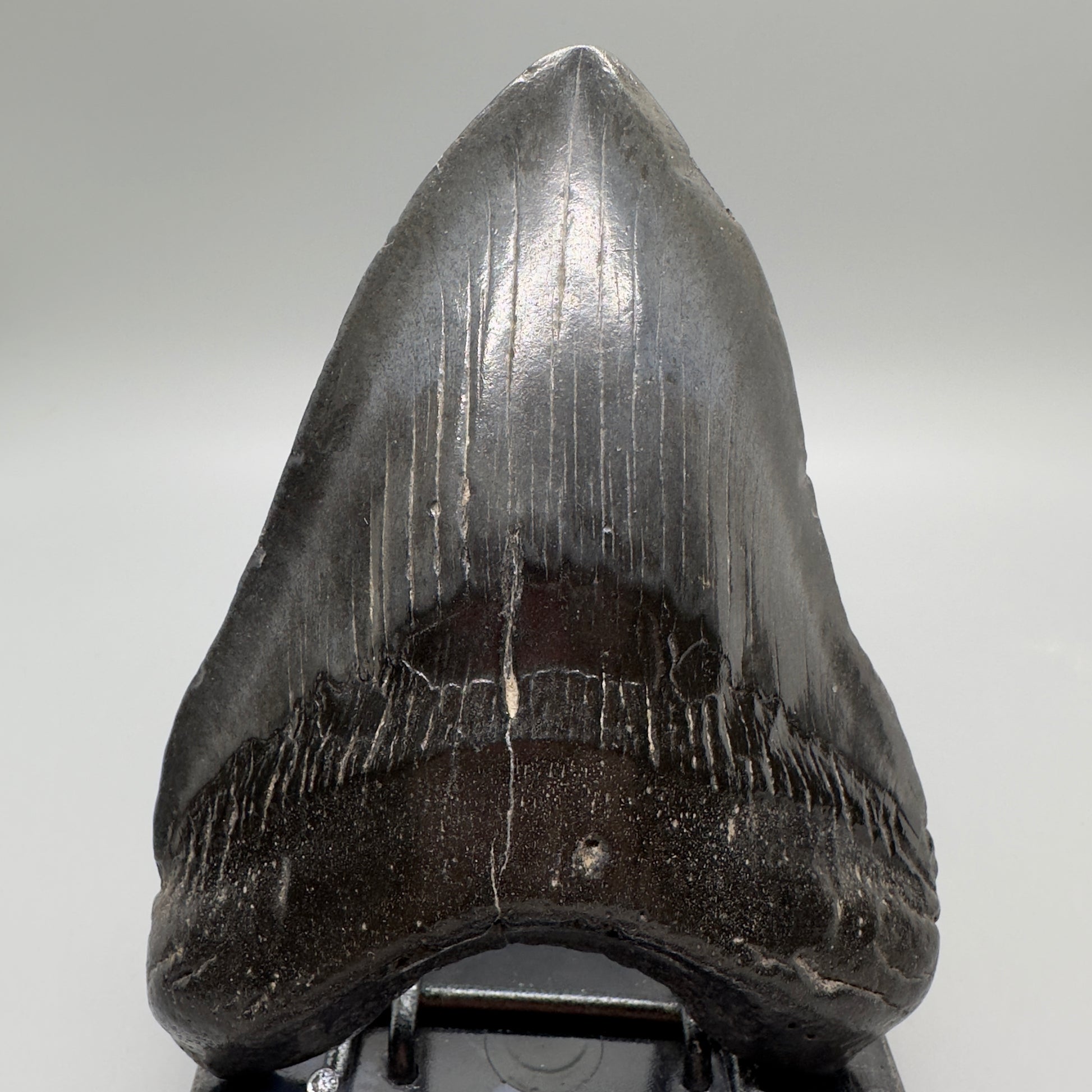 Dark colors 5.11" Fossil Megalodon Tooth - South Carolina MJ163 - Front