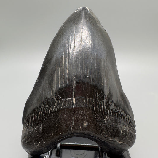 Dark colors 5.11" Fossil Megalodon Tooth - South Carolina MJ163 - Front