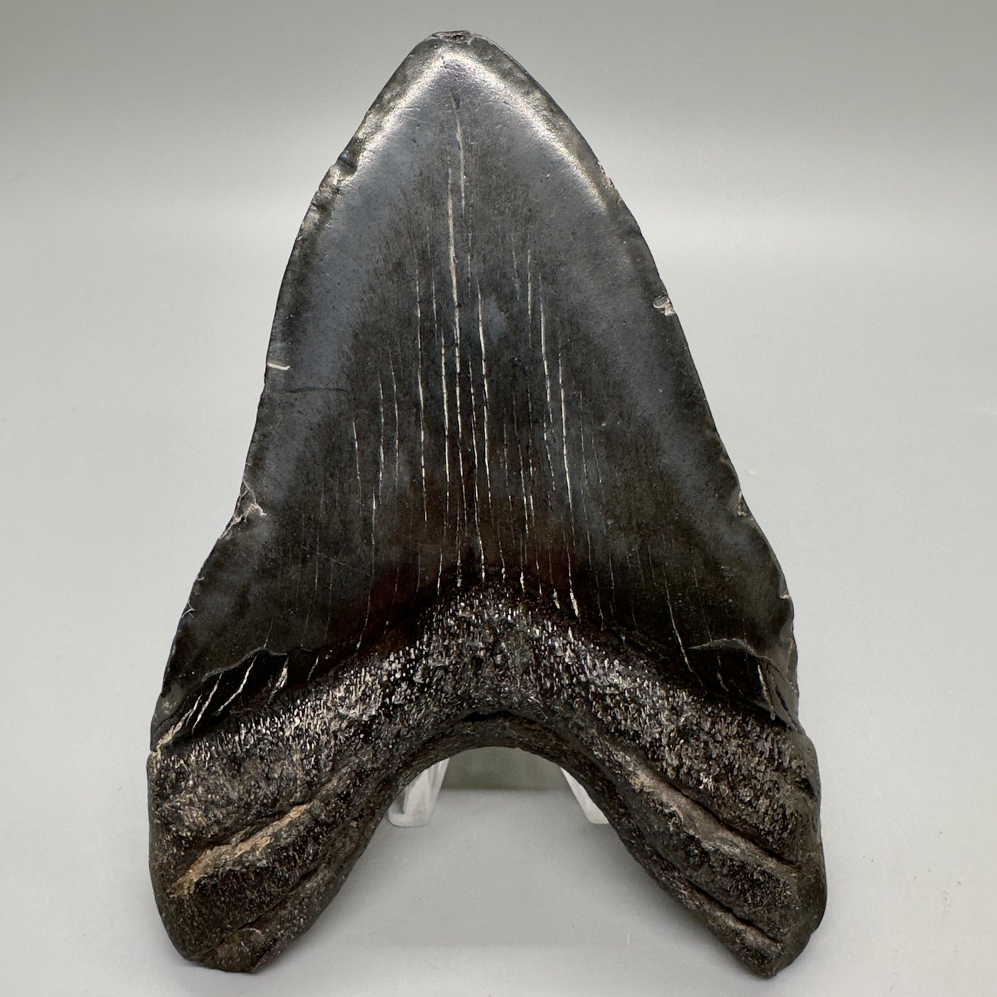 Dark colors 5.11" Fossil Megalodon Tooth - South Carolina MJ163 - Back