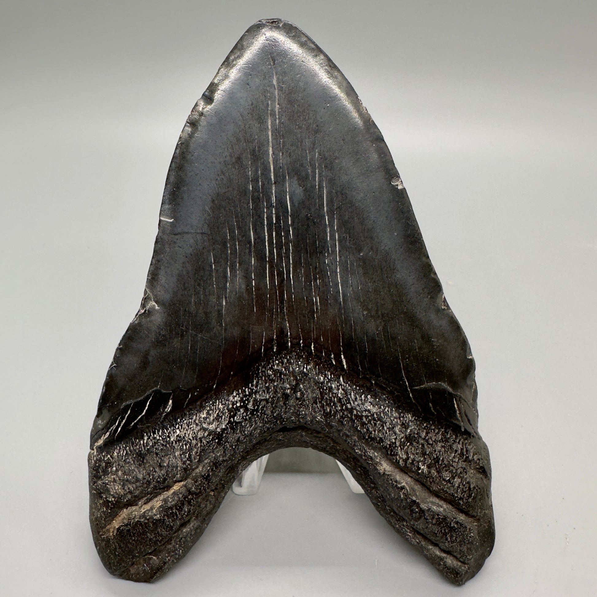 Dark colors 5.11" Fossil Megalodon Tooth - South Carolina MJ163 - Back