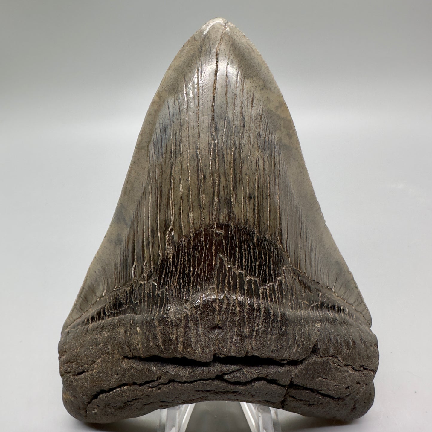 Beautiful colors and prints 4.97" Fossil Megalodon Tooth from South Carolina MJ162 - Front