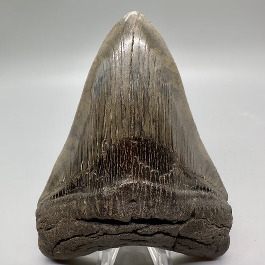 Beautiful colors and prints 4.97" Fossil Megalodon Tooth from South Carolina MJ162 - Front
