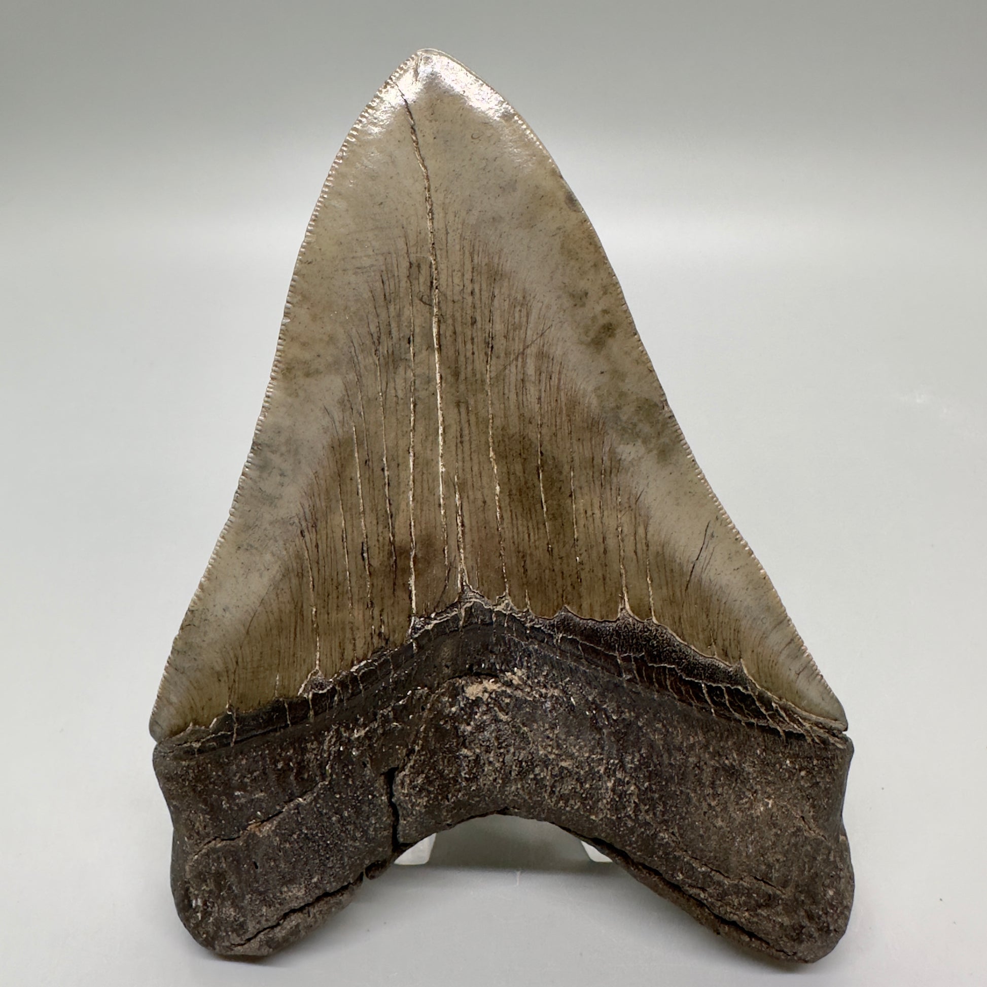 Beautiful colors and prints 4.97" Fossil Megalodon Tooth from South Carolina MJ162 - Back