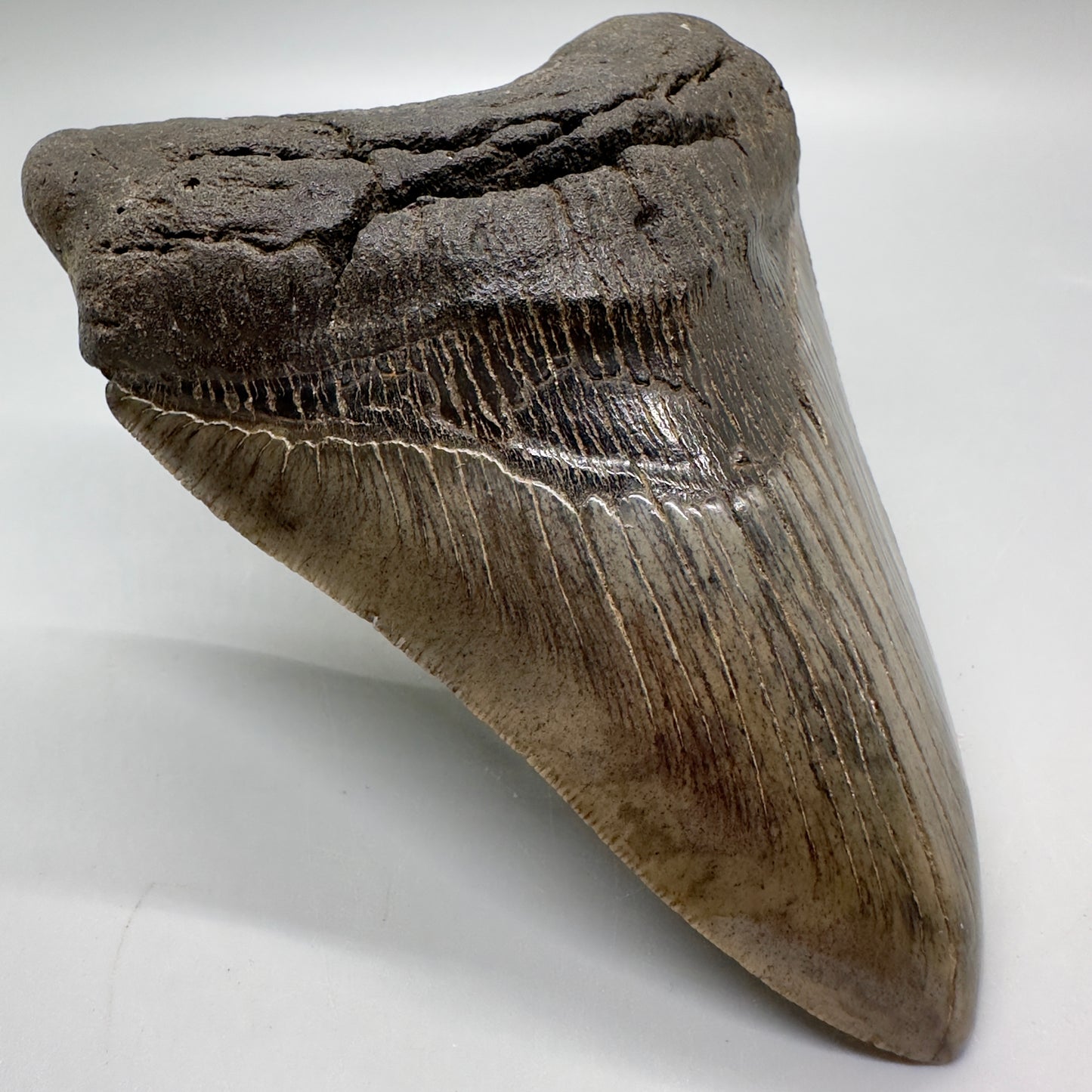 Beautiful colors and prints 4.97" Fossil Megalodon Tooth from South Carolina MJ162 - Front Left