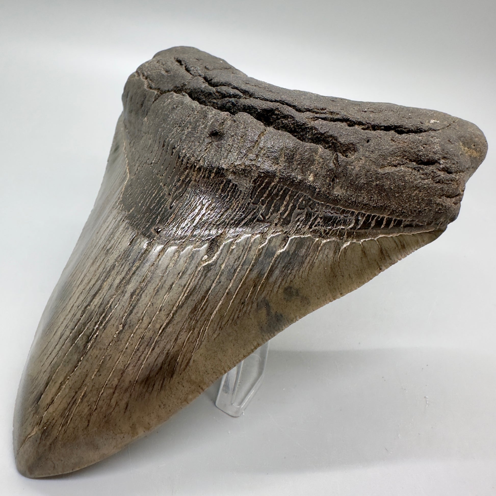 Beautiful colors and prints 4.97" Fossil Megalodon Tooth from South Carolina MJ162 - Front Right
