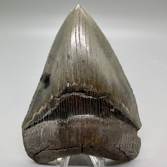 Colorful, sharply serrated 4.63" Fossil Megalodon Tooth from South Carolina MJ161 - Front