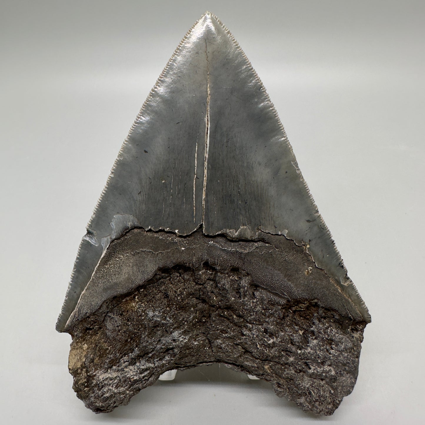 Colorful, sharply serrated 4.63" Fossil Megalodon Tooth from South Carolina MJ161 - Back