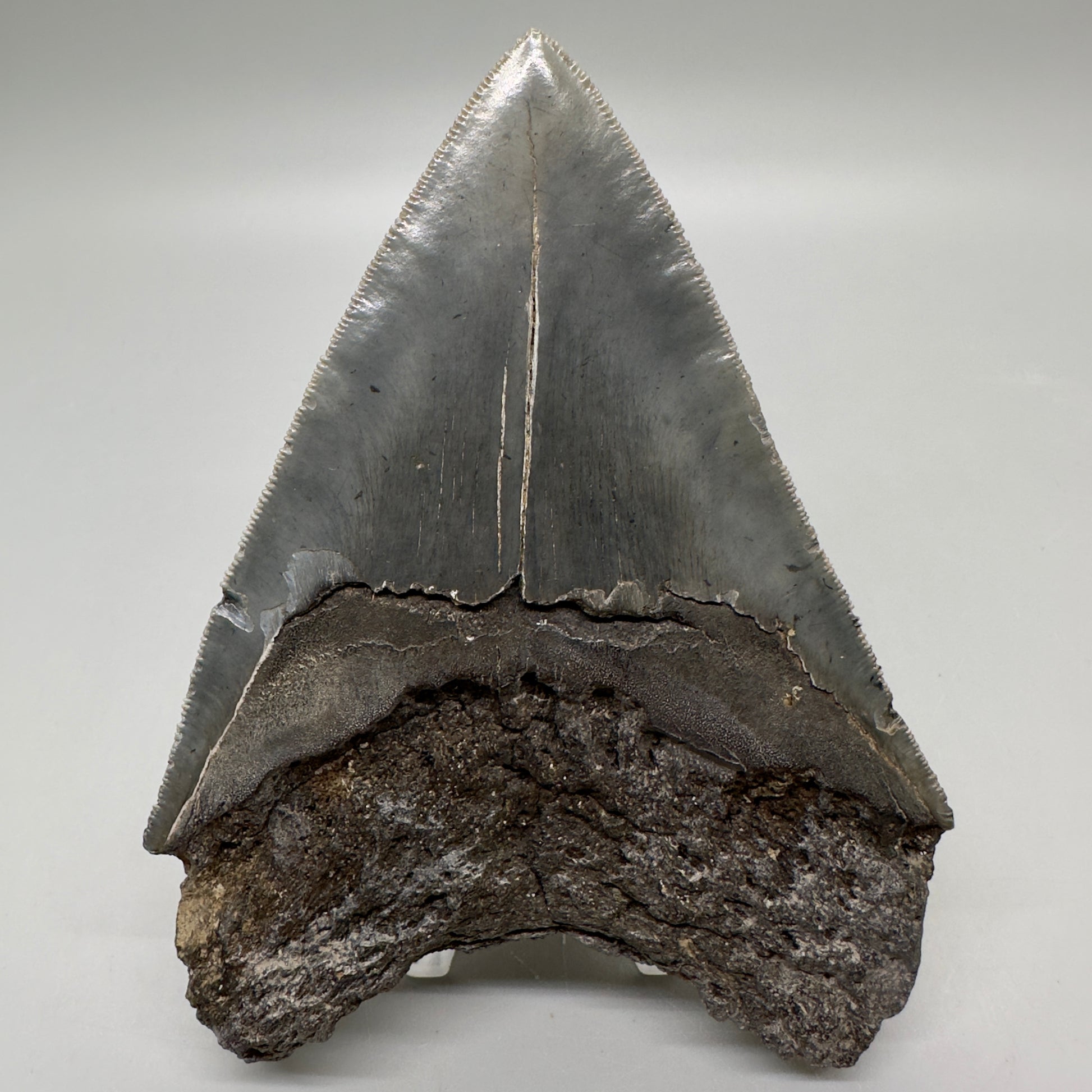 Colorful, sharply serrated 4.63" Fossil Megalodon Tooth from South Carolina MJ161 - Back