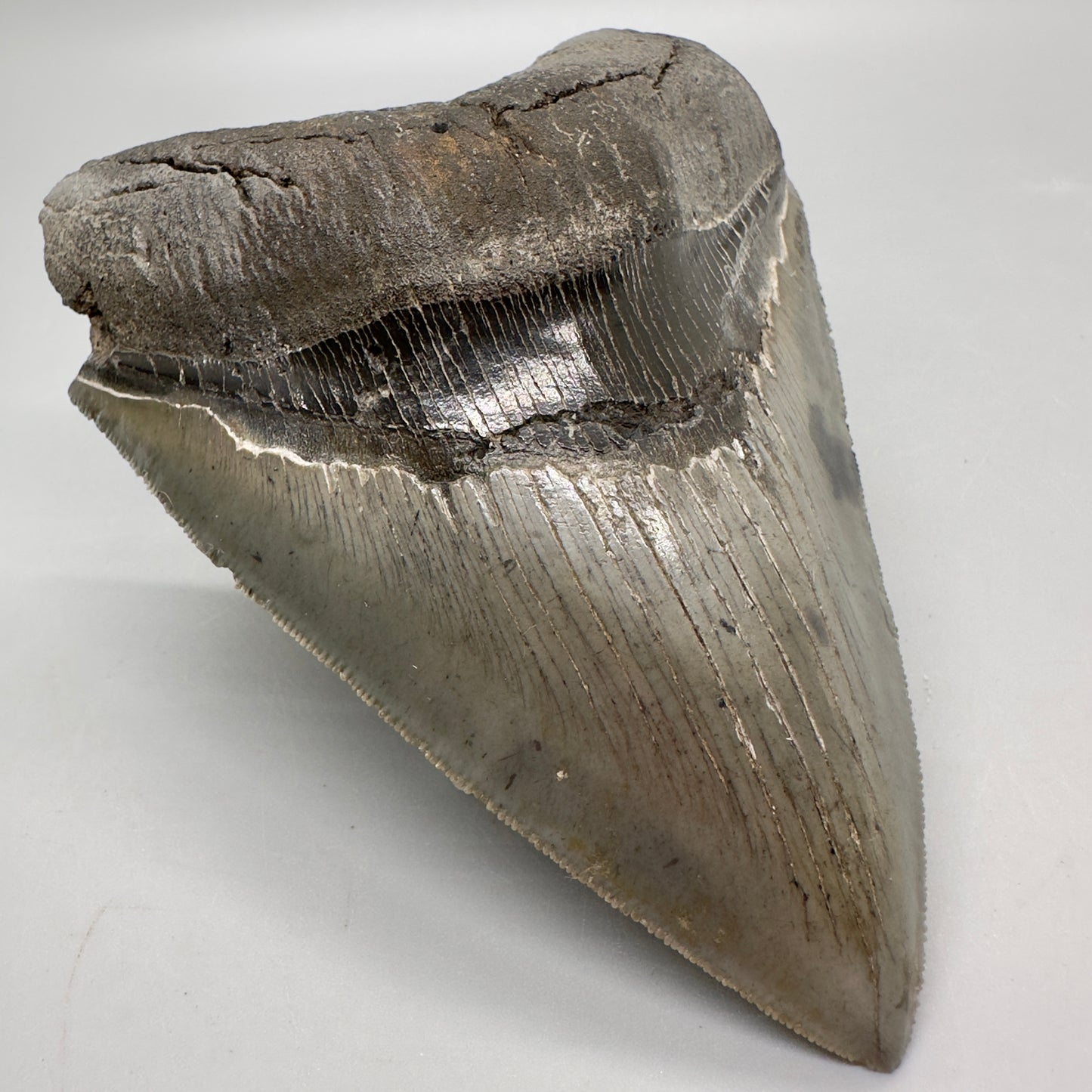 Colorful, sharply serrated 4.63" Fossil Megalodon Tooth from South Carolina MJ161 - Front left