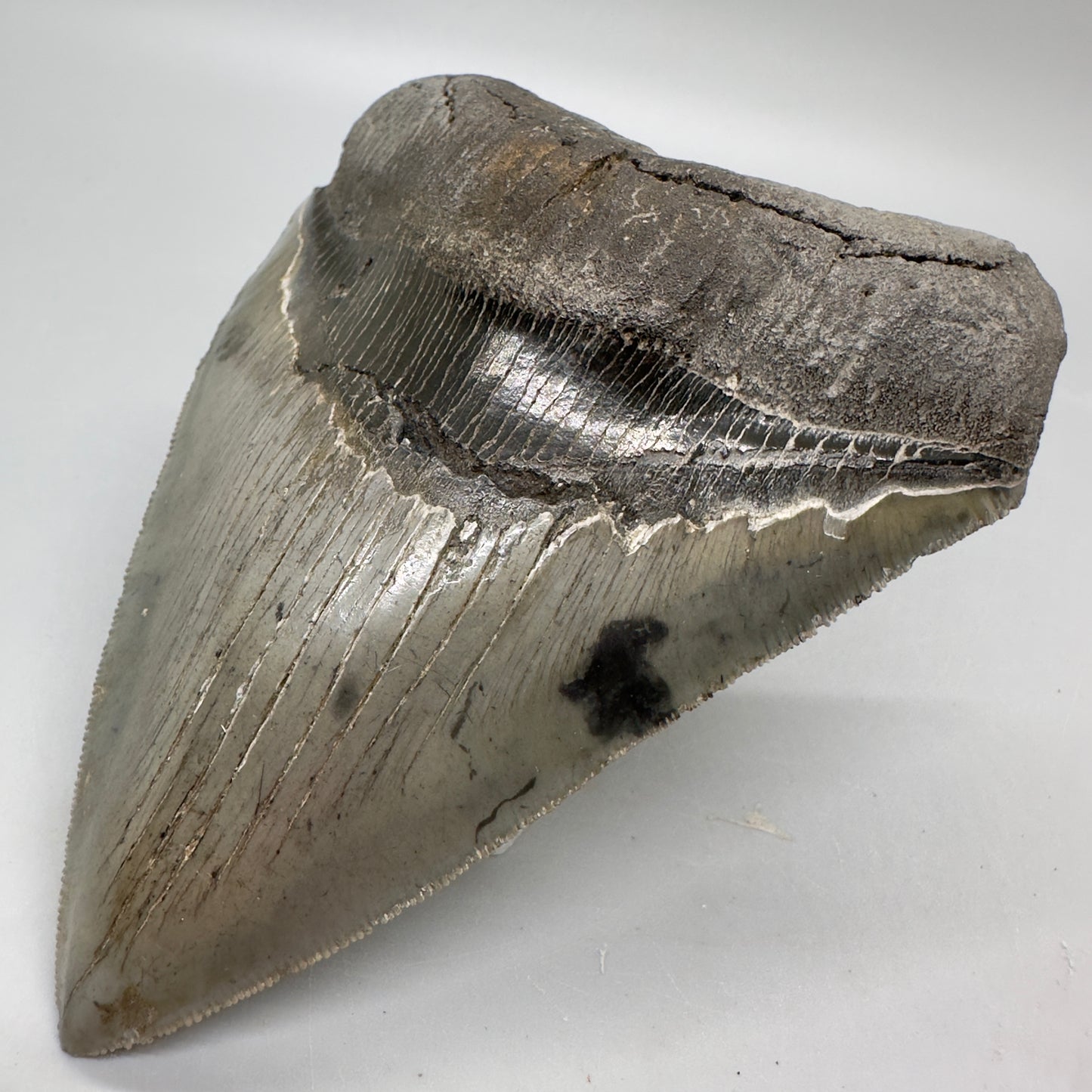 Colorful, sharply serrated 4.63" Fossil Megalodon Tooth from South Carolina MJ161 - Front Right