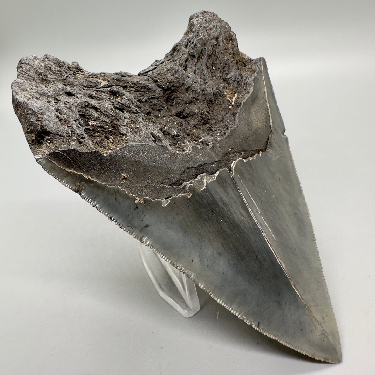 Colorful, sharply serrated 4.63" Fossil Megalodon Tooth from South Carolina MJ161 - Back Left