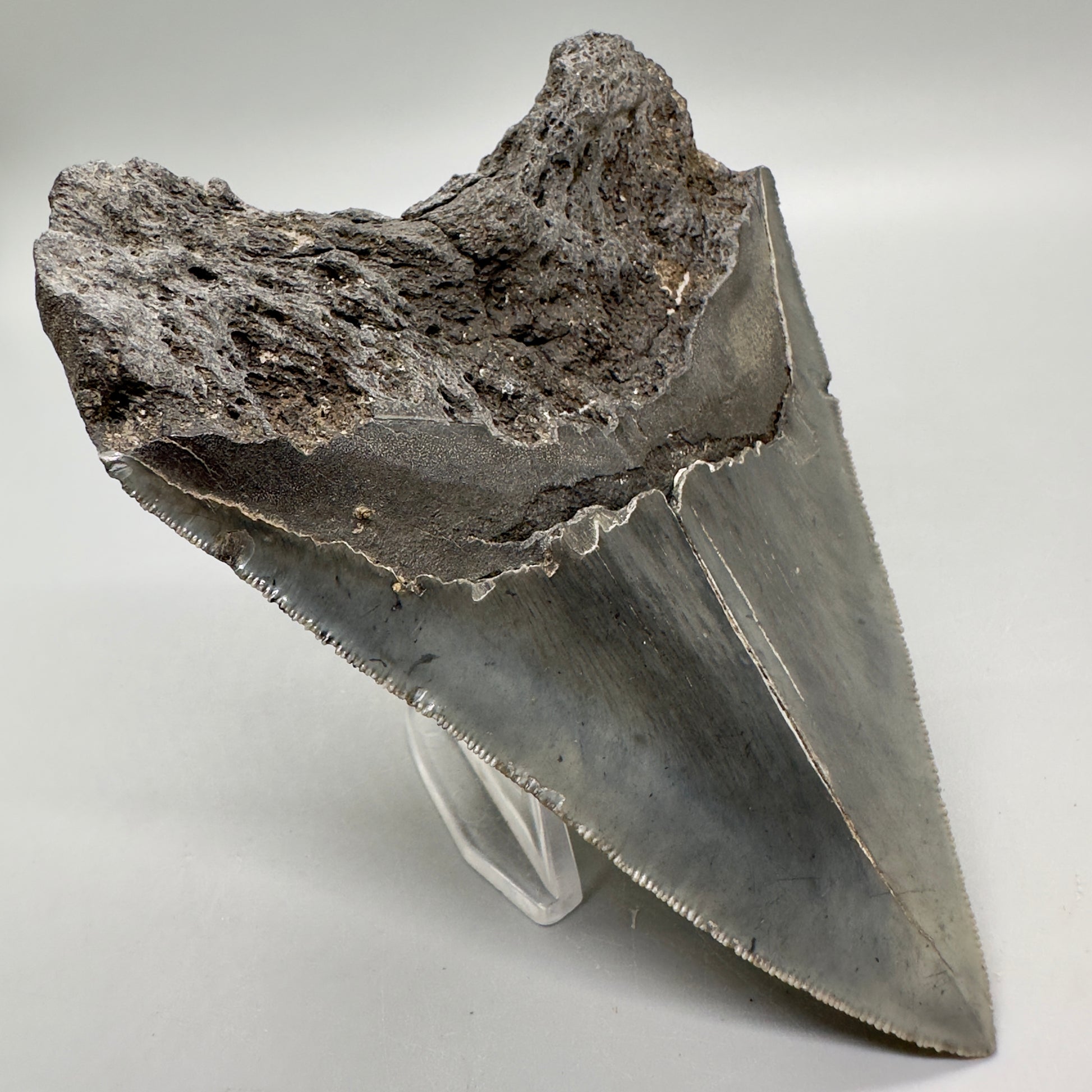 Colorful, sharply serrated 4.63" Fossil Megalodon Tooth from South Carolina MJ161 - Back Left