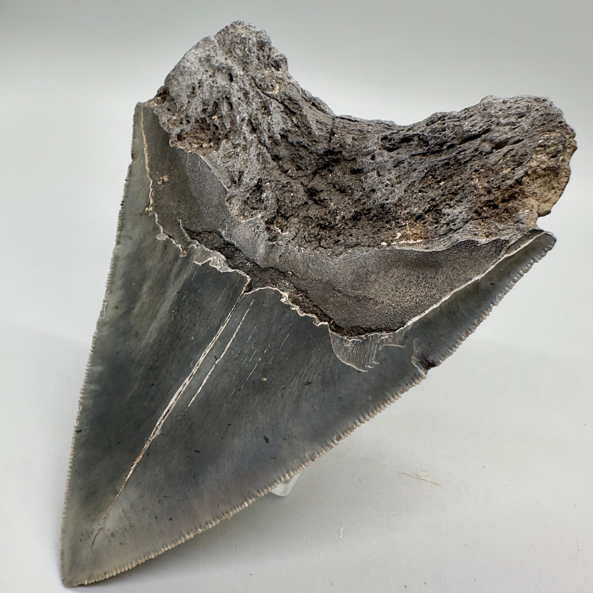 Colorful, sharply serrated 4.63" Fossil Megalodon Tooth from South Carolina MJ161 - Back Right