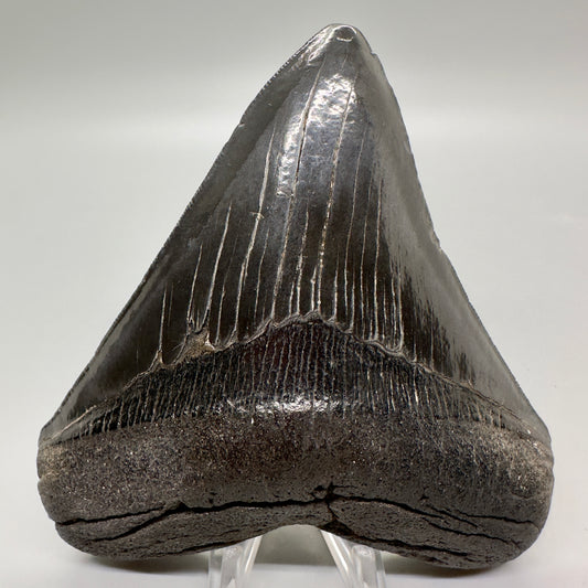 Dark Colors 4.67" Fossil Megalodon Tooth from South Carolina MJ160 - Front