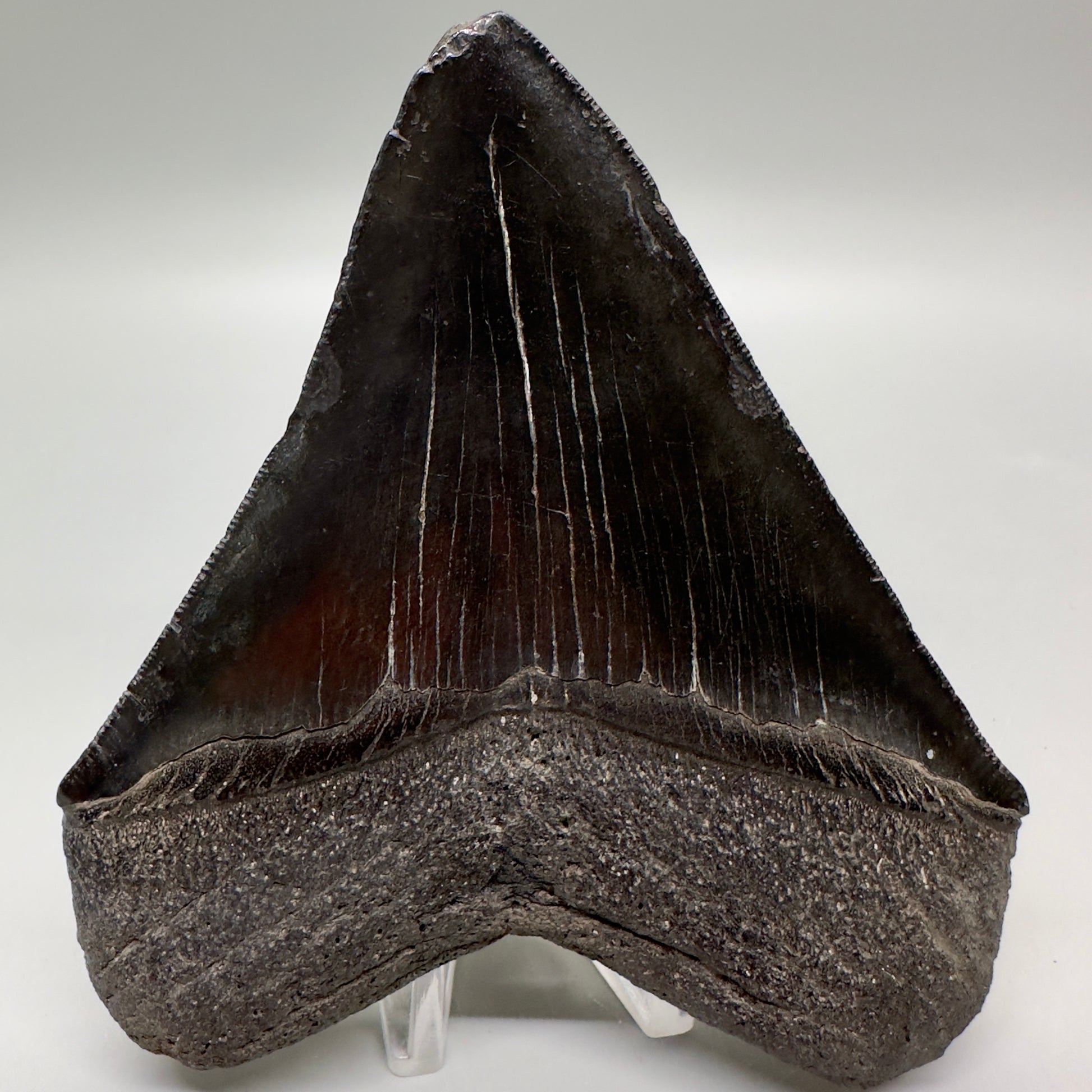 Dark Colors 4.67" Fossil Megalodon Tooth from South Carolina MJ160 - Back