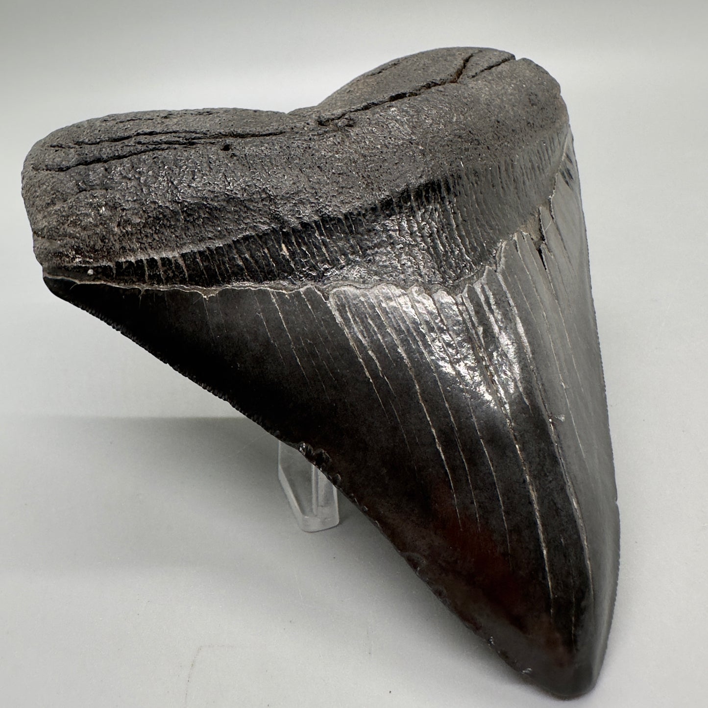 Dark Colors 4.67" Fossil Megalodon Tooth from South Carolina MJ160 - Front Left