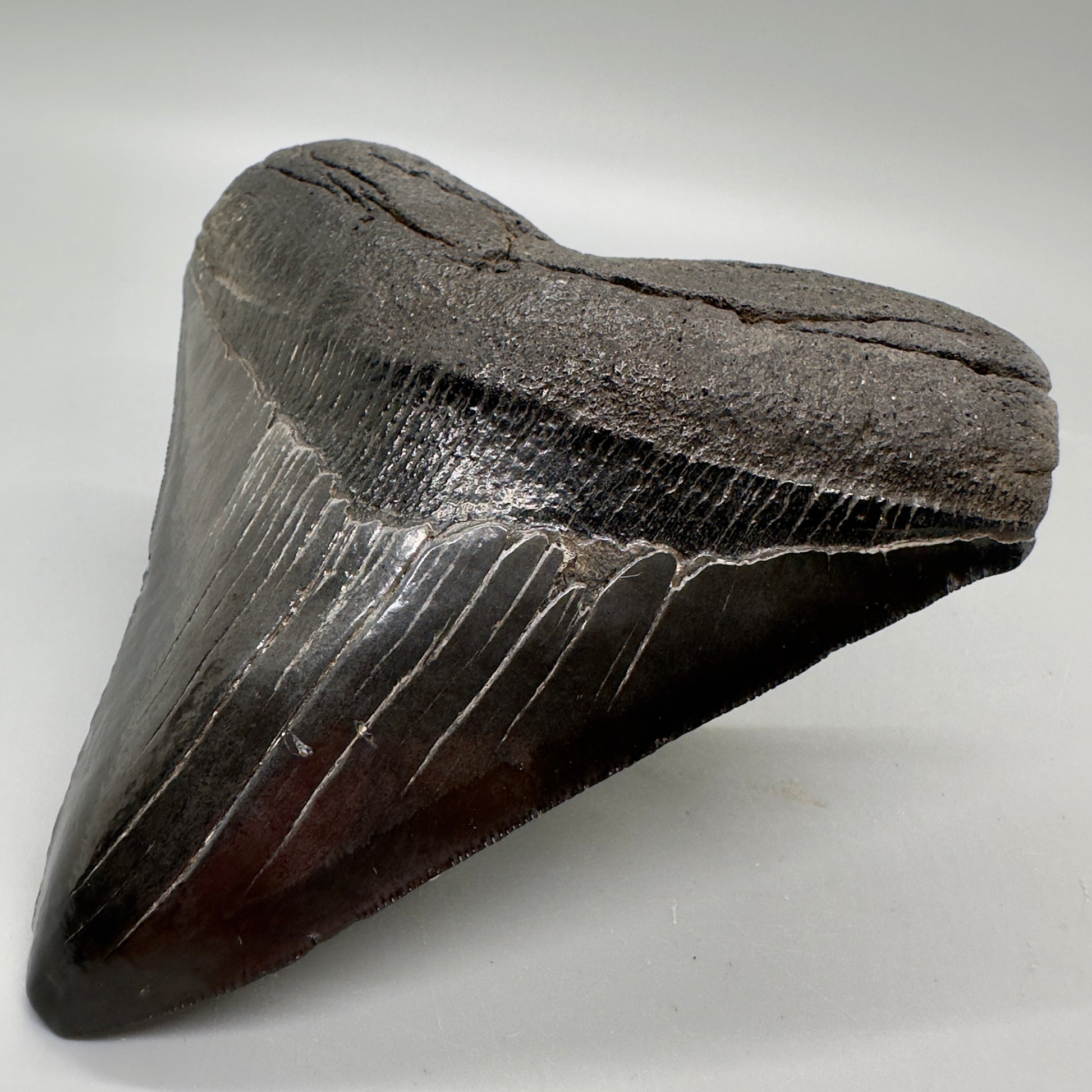 Dark Colors 4.67" Fossil Megalodon Tooth from South Carolina MJ160 - Front Right