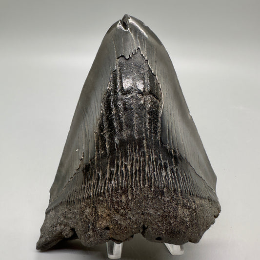 Deformed, split tip 4.71" Fossil Megalodon Tooth from South Carolina MJ159 - Front