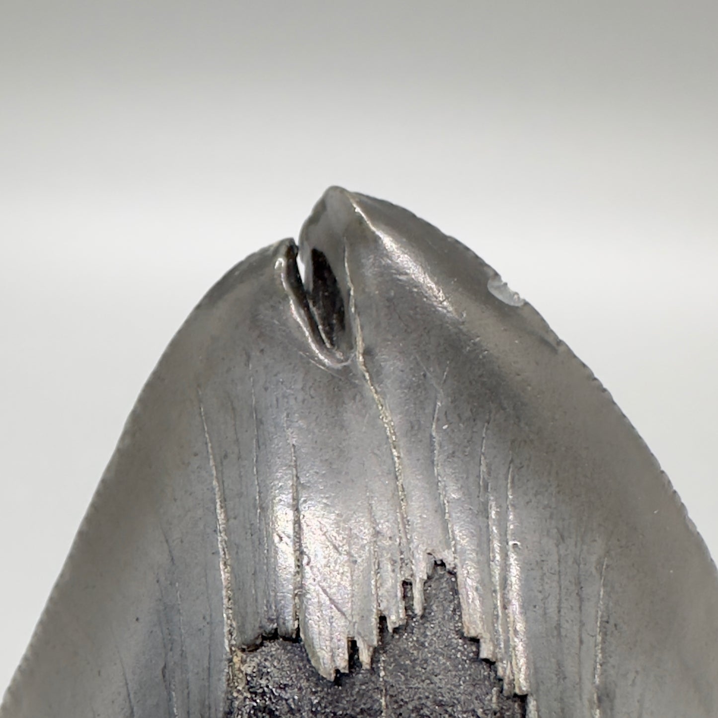  Deformed, split tip 4.71" Fossil Megalodon Tooth from South Carolina MJ159 - Tip close up