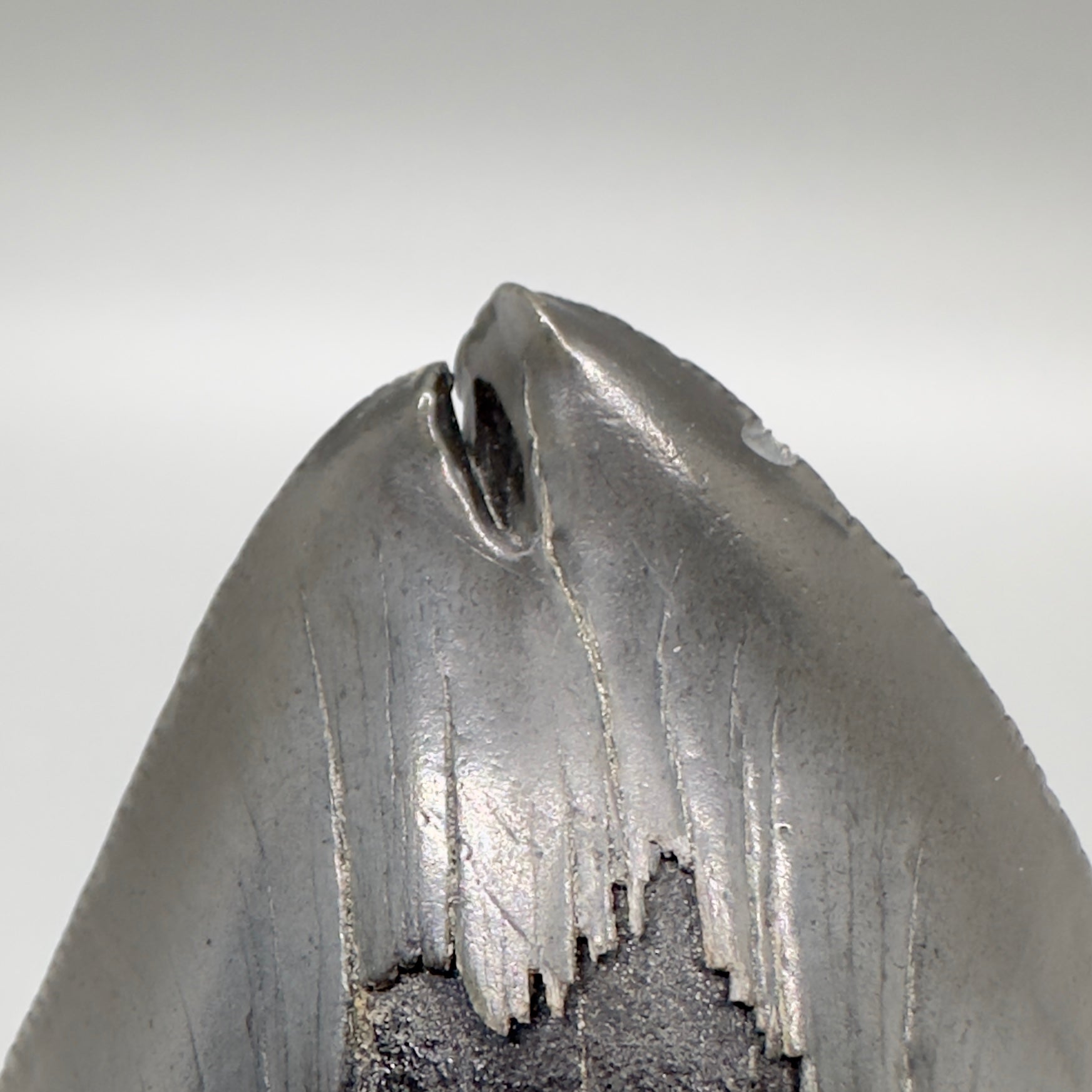  Deformed, split tip 4.71" Fossil Megalodon Tooth from South Carolina MJ159 - Tip close up