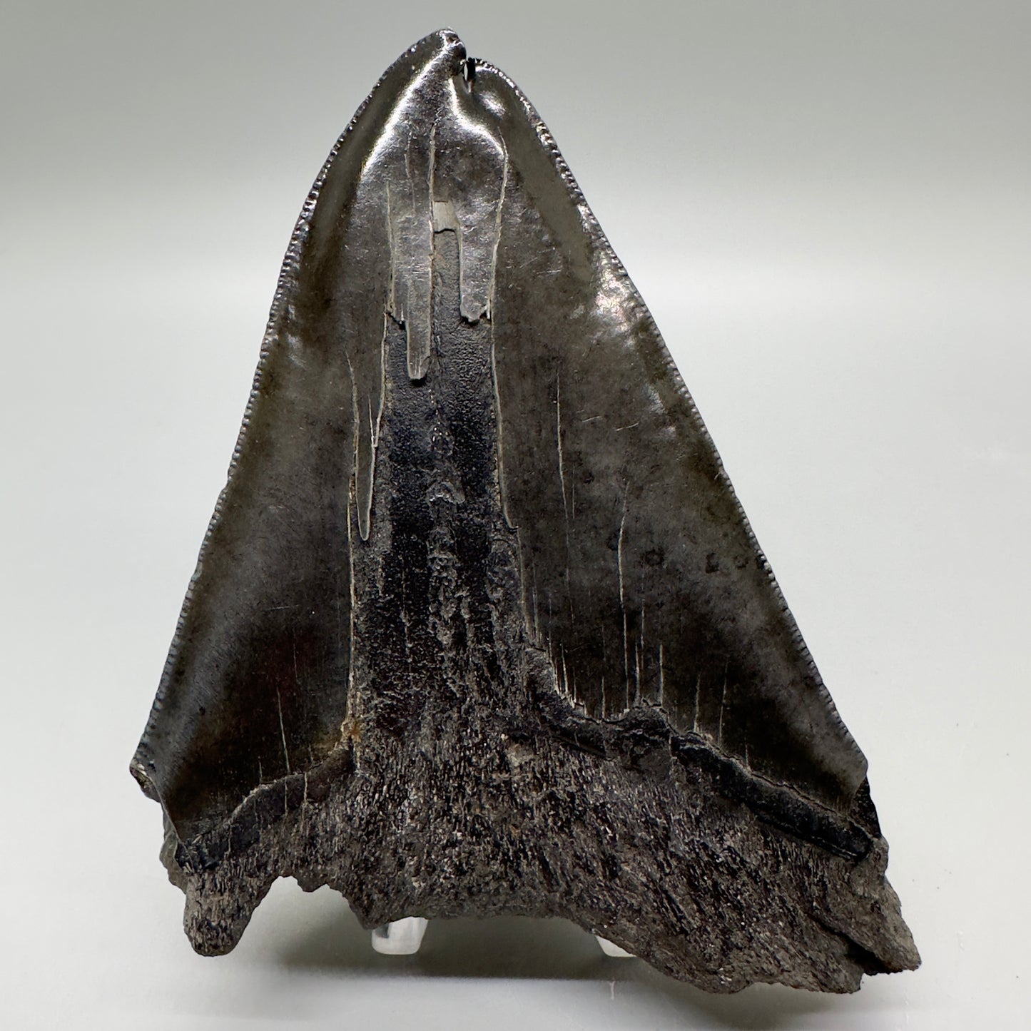  Deformed, split tip 4.71" Fossil Megalodon Tooth from South Carolina MJ159 - Back