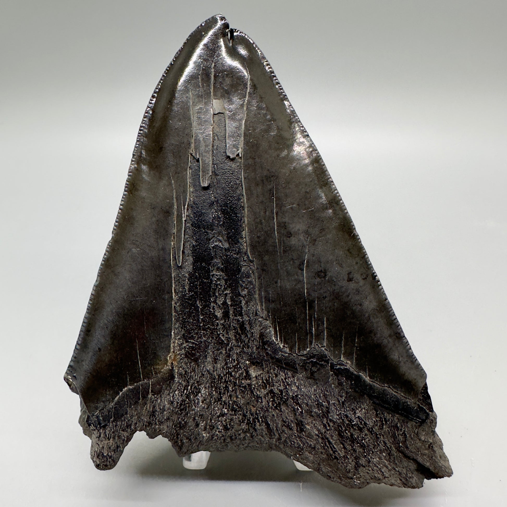  Deformed, split tip 4.71" Fossil Megalodon Tooth from South Carolina MJ159 - Back