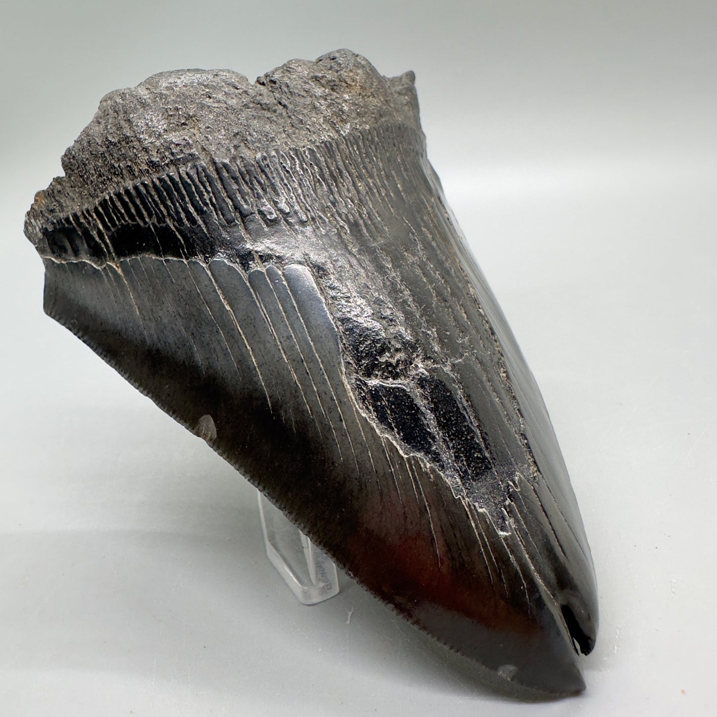  Deformed, split tip 4.71" Fossil Megalodon Tooth from South Carolina MJ159 - Front Left