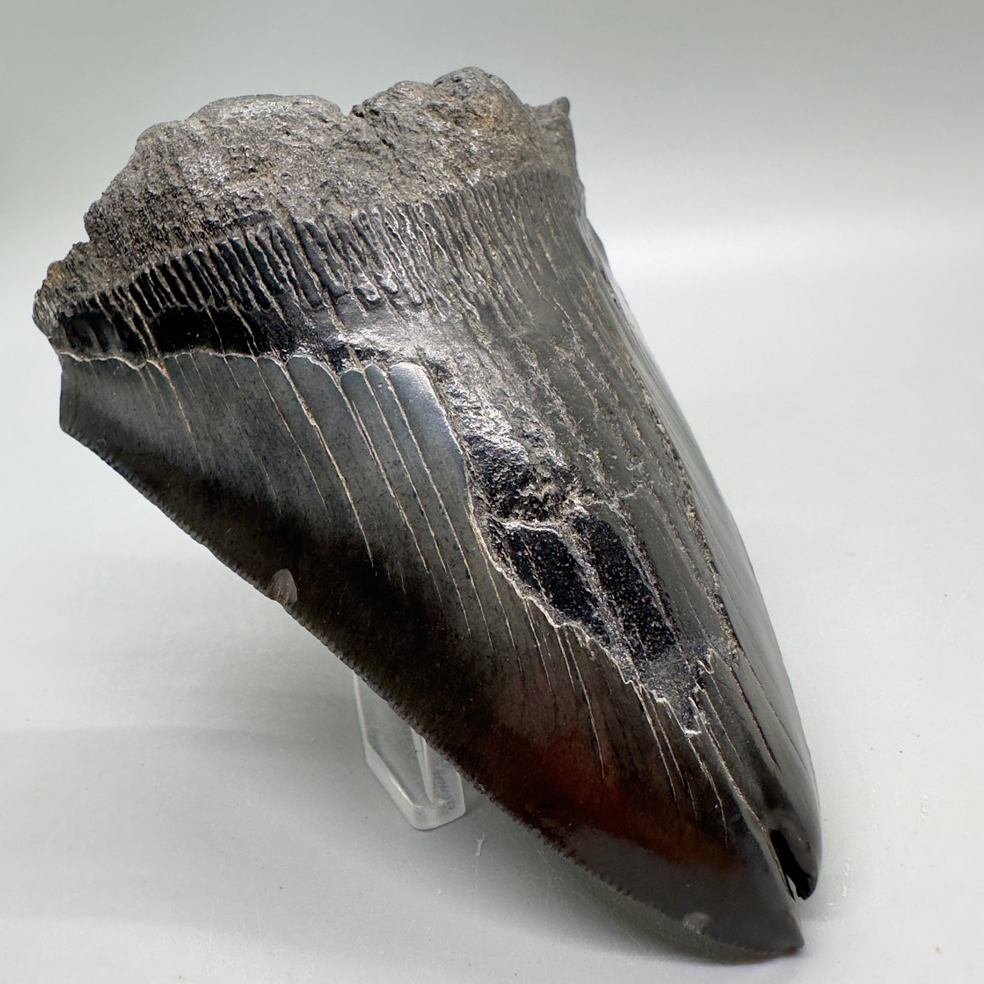  Deformed, split tip 4.71" Fossil Megalodon Tooth from South Carolina MJ159 - Front Left
