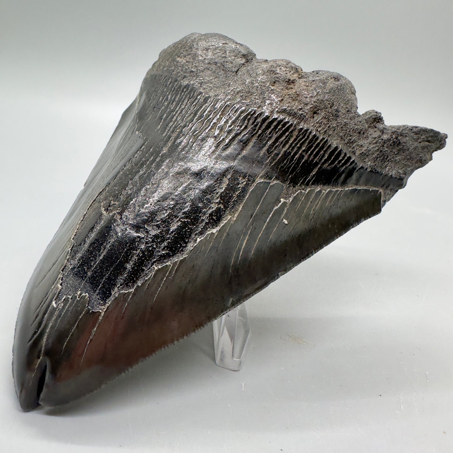  Deformed, split tip 4.71" Fossil Megalodon Tooth from South Carolina MJ159 - Front Right