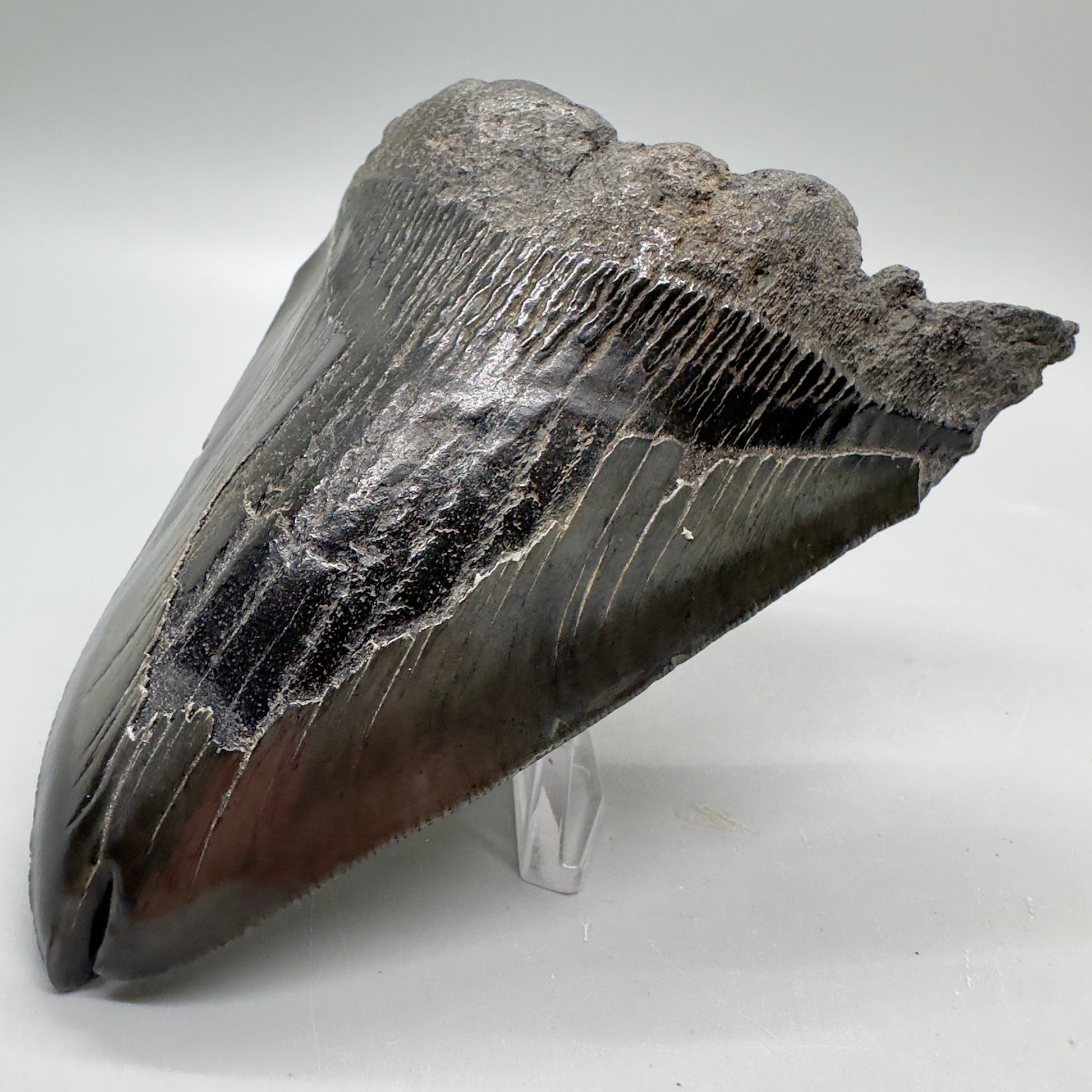  Deformed, split tip 4.71" Fossil Megalodon Tooth from South Carolina MJ159 - Front Right