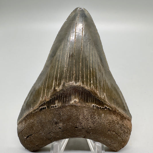 Colorful, sharply serrated 3.97" Fossil Megalodon Tooth from South Carolina MJ157 - Front