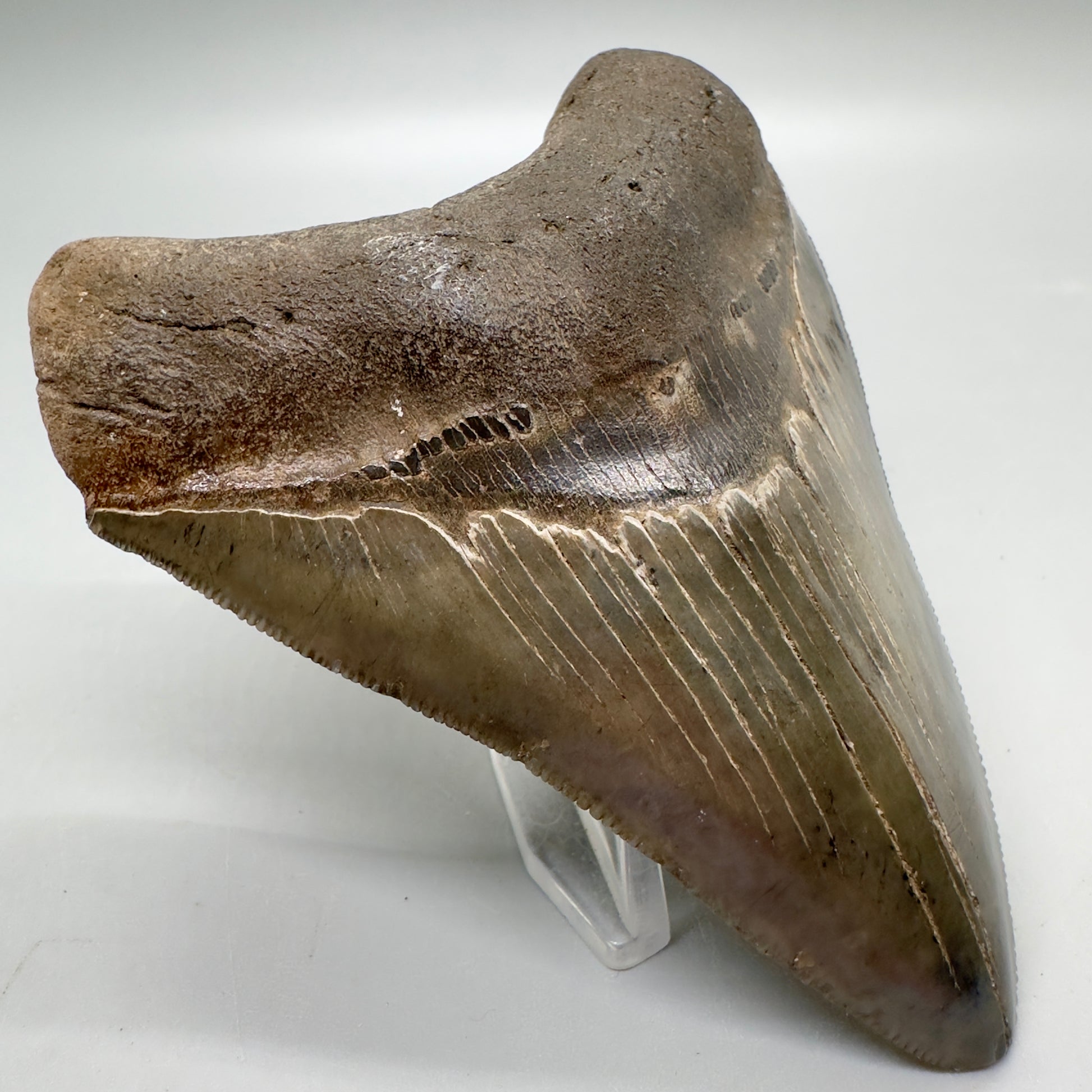 Colorful, sharply serrated 3.97" Fossil Megalodon Tooth from South Carolina MJ157 - Front Left