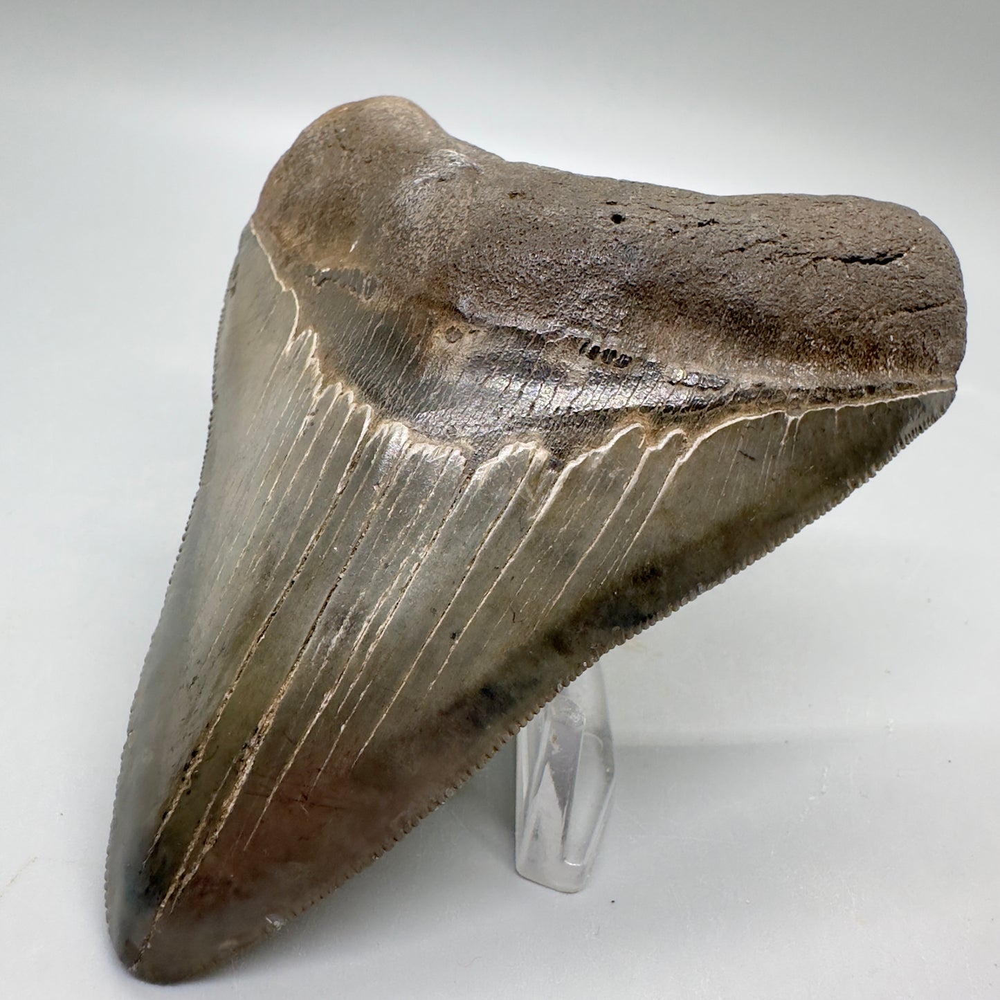 Colorful, sharply serrated 3.97" Fossil Megalodon Tooth from South Carolina MJ157 - Front Right