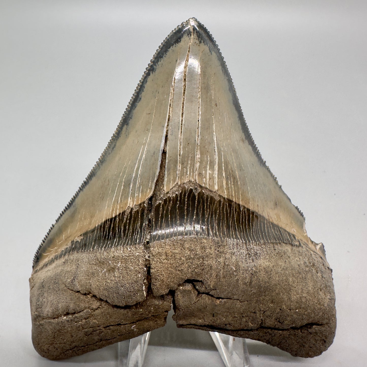 Colorful, sharply serrated Lateral 3.90" Fossil Megalodon Tooth from South Carolina MJ156 - Front