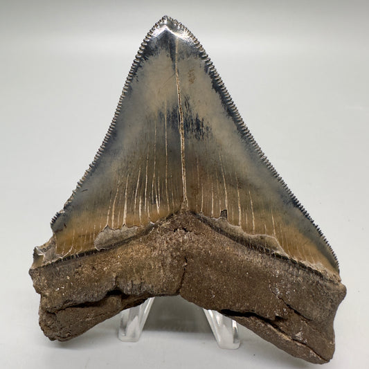 Colorful, sharply serrated Lateral 3.90" Fossil Megalodon Tooth from South Carolina MJ156 - Back