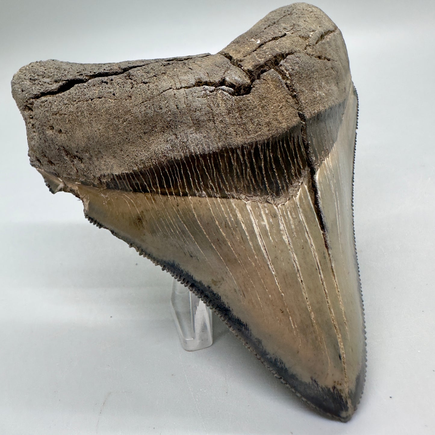 Colorful, sharply serrated Lateral 3.90" Fossil Megalodon Tooth from South Carolina MJ156 - Front Left