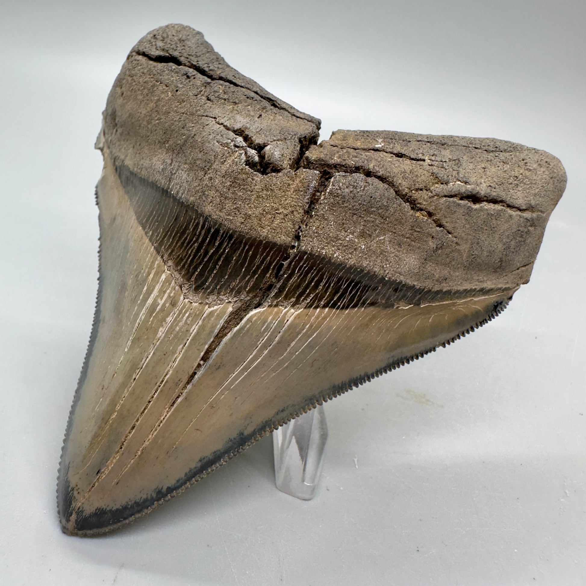 Colorful, sharply serrated Lateral 3.90" Fossil Megalodon Tooth from South Carolina MJ156 - Front Right