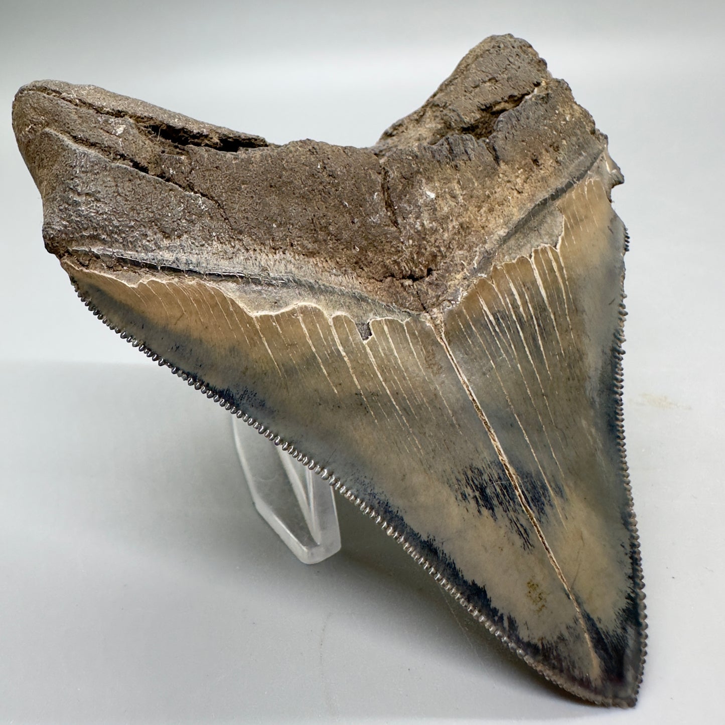 Colorful, sharply serrated Lateral 3.90" Fossil Megalodon Tooth from South Carolina MJ156 - Back Left