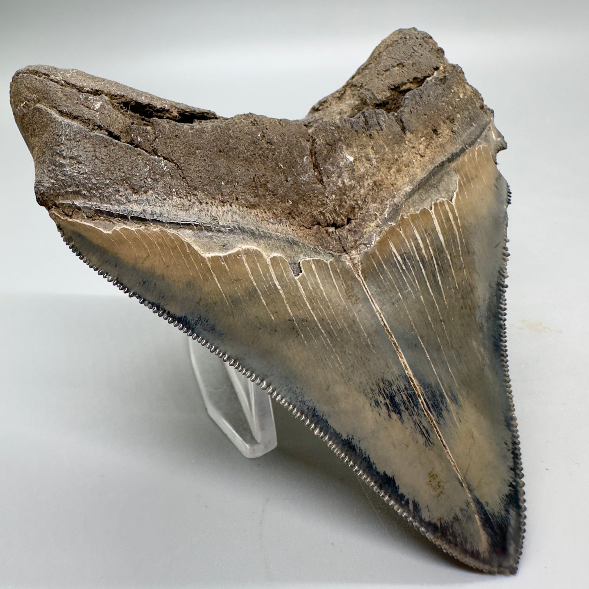 Colorful, sharply serrated Lateral 3.90" Fossil Megalodon Tooth from South Carolina MJ156 - Back Left