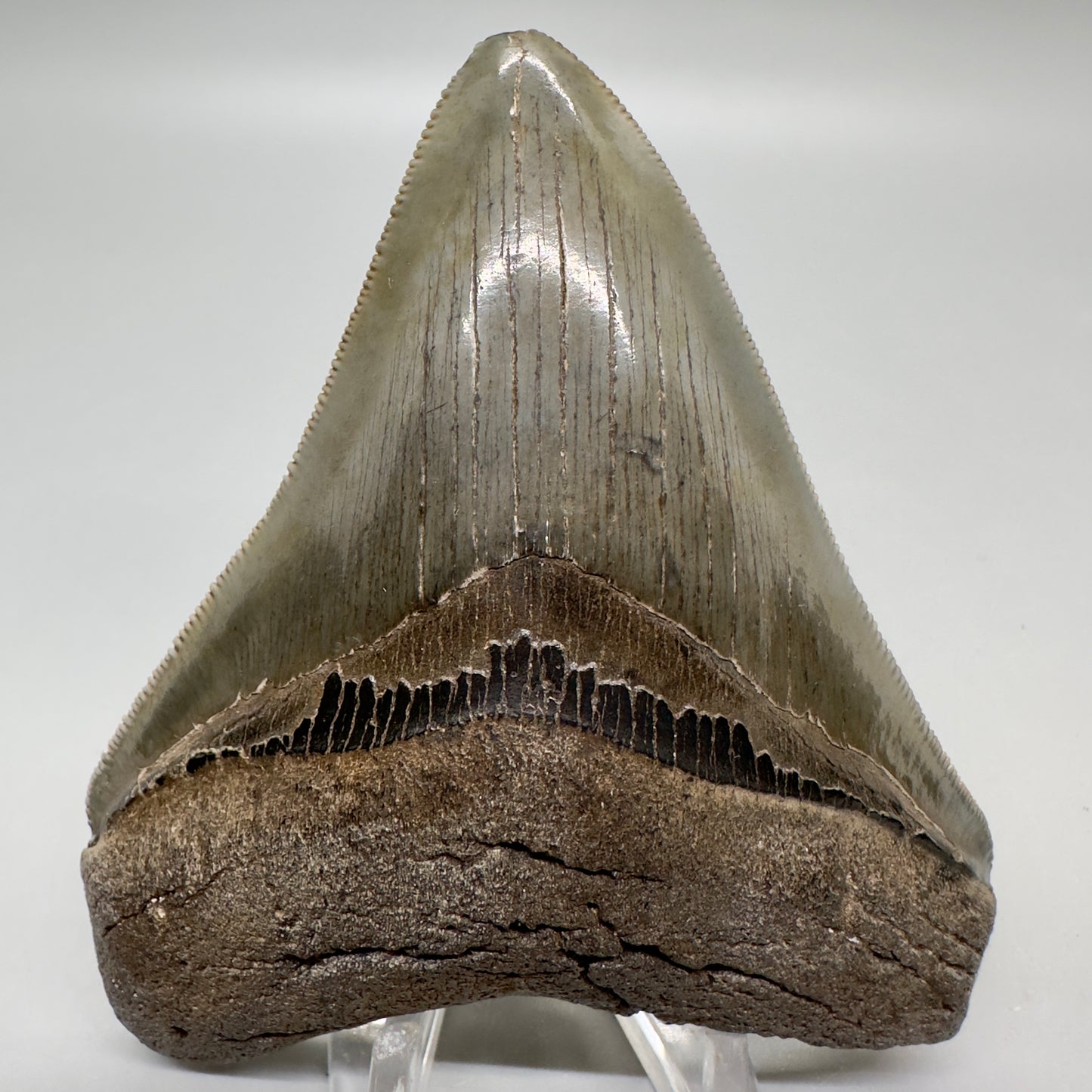 Colorful, sharply serrated 3.62" Fossil Megalodon Tooth from South Carolina MJ155 - Front
