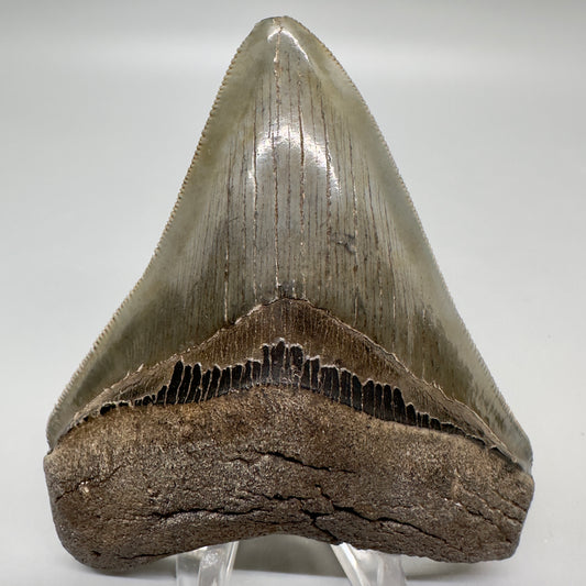 Colorful, sharply serrated 3.62" Fossil Megalodon Tooth from South Carolina MJ155 - Front