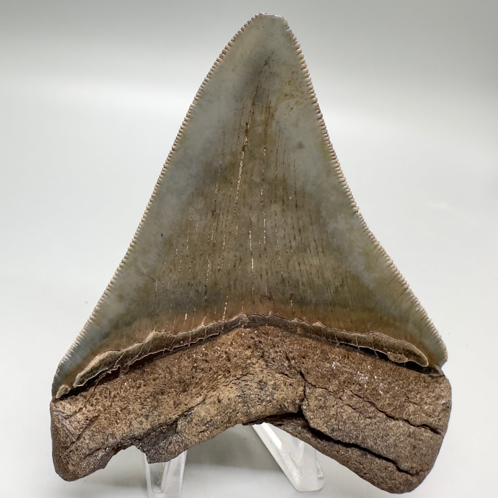 Colorful, sharply serrated 3.62" Fossil Megalodon Tooth from South Carolina MJ155 - Back